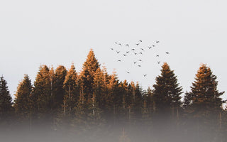 Autumn travel landscape with birds and conifer trees